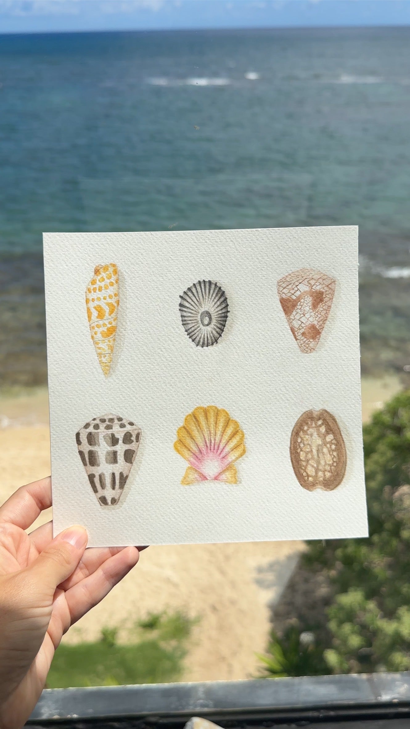 Six Shells Print