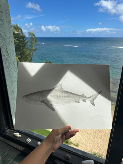 Tiger Shark Print