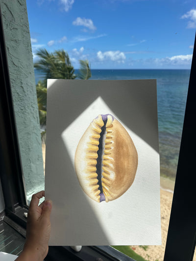 Cowrie Shell Print