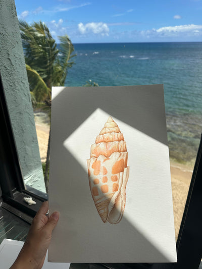 Miter Shell Print