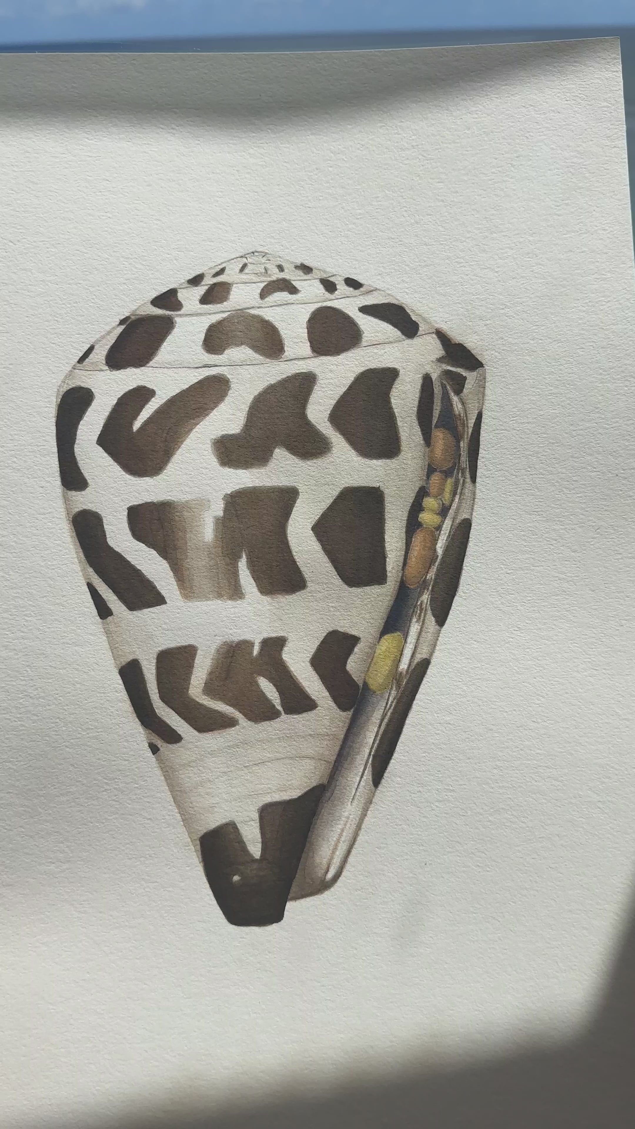 Hebrew Cone Shell Print
