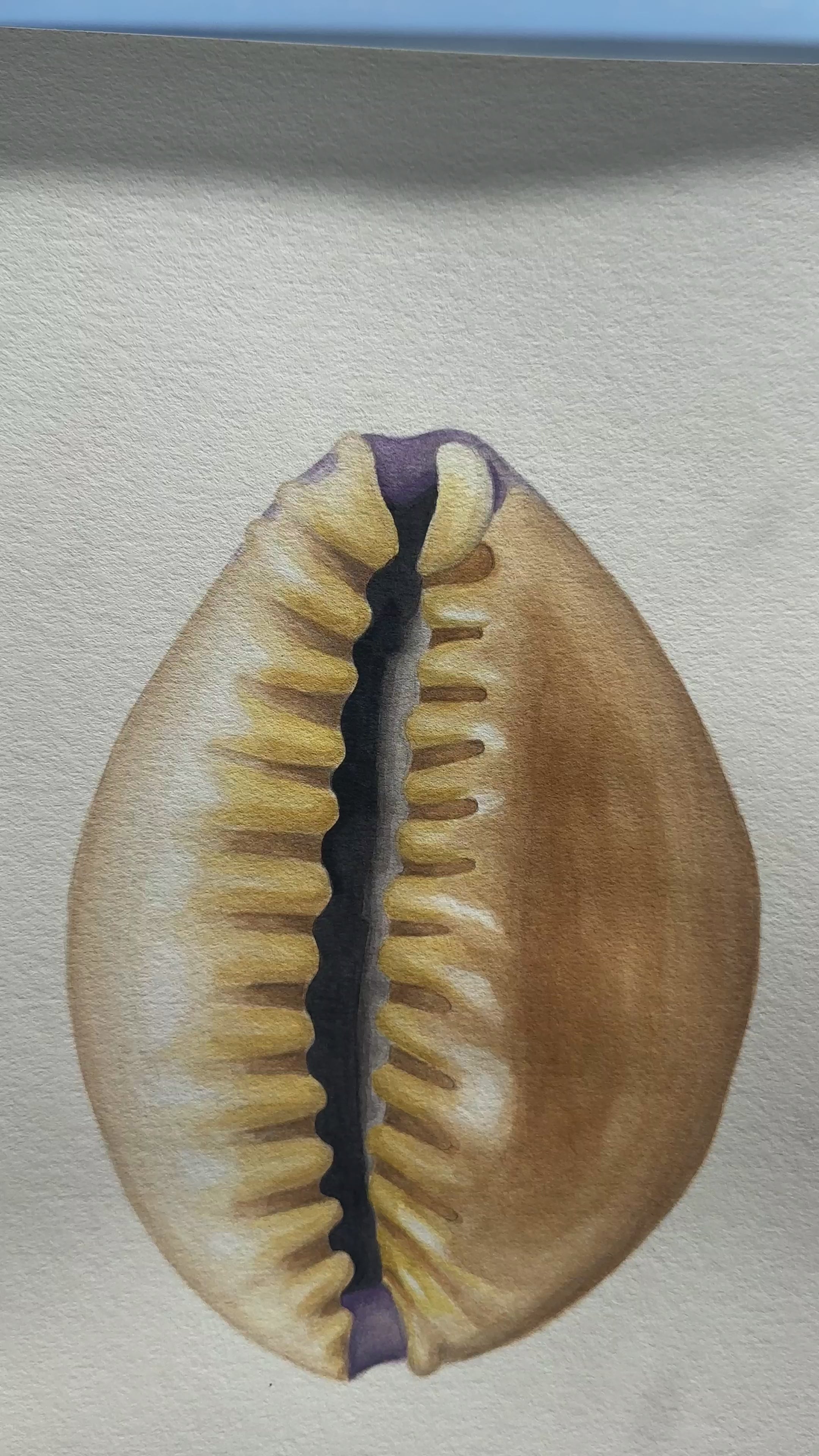 Cowrie Shell Print