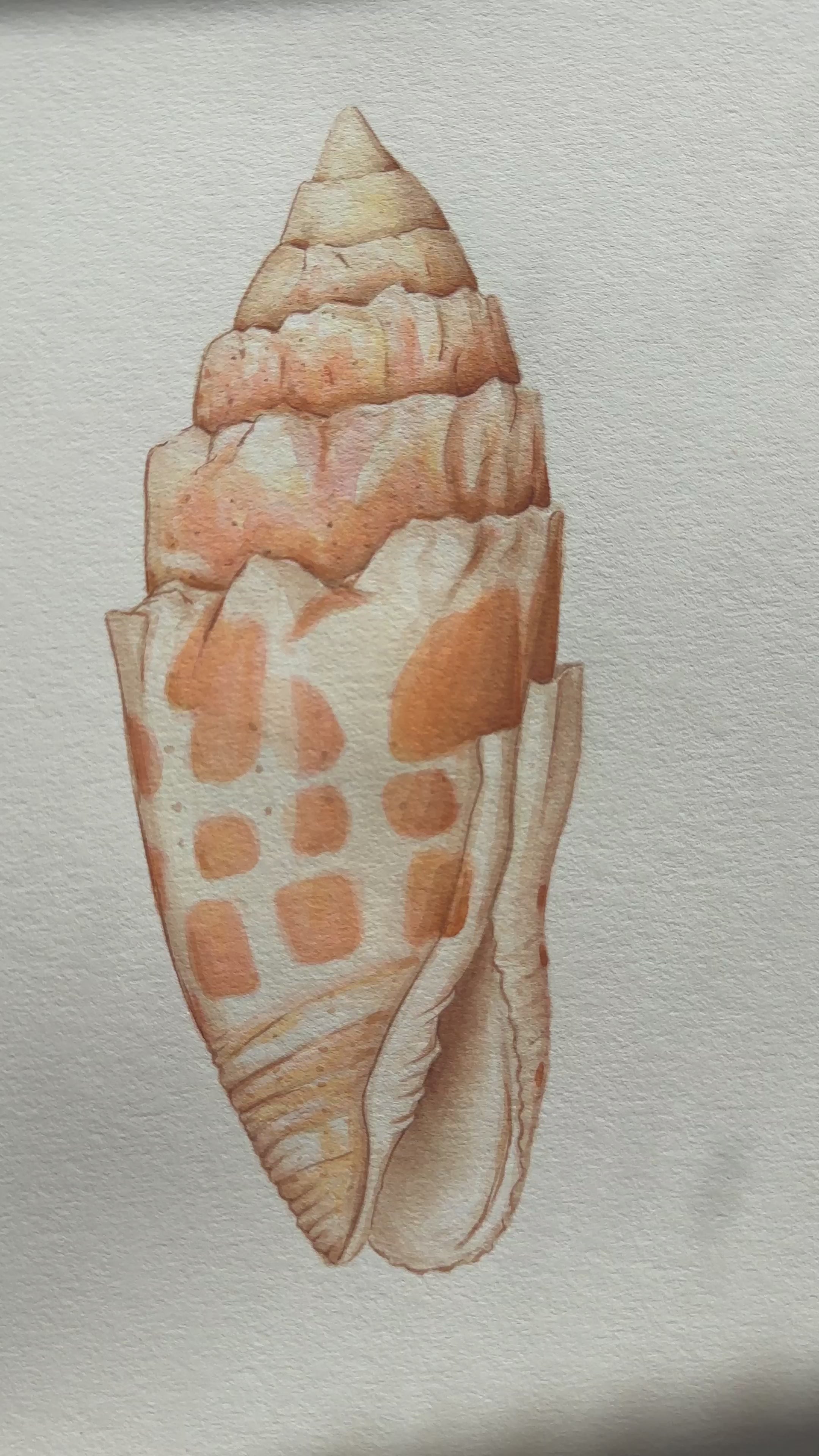 Miter Shell Print