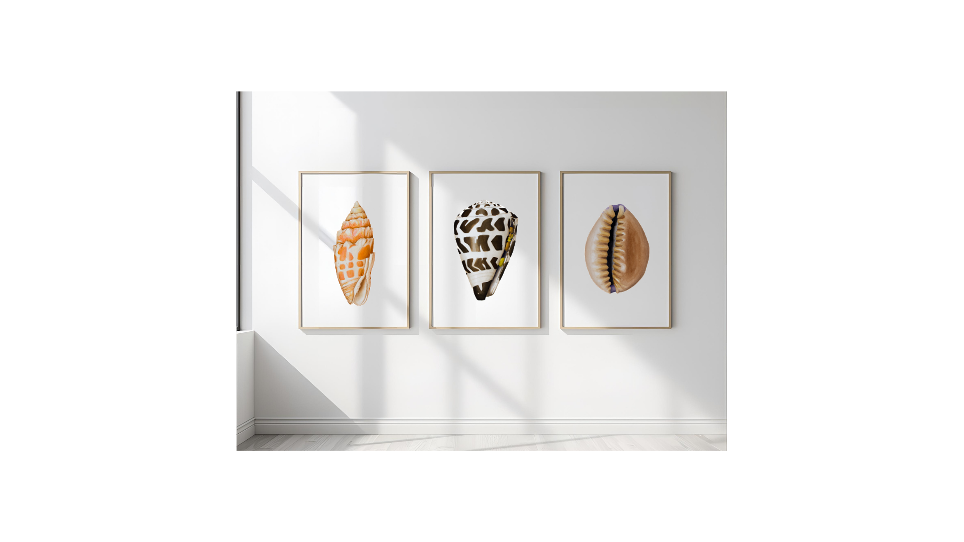 Shell Trio Prints (Three prints!)